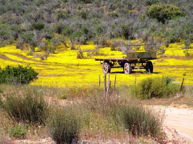 Onderhoek Vredendal Western Cape South Africa Canola, Nature, Agriculture, Plant, Vehicle
