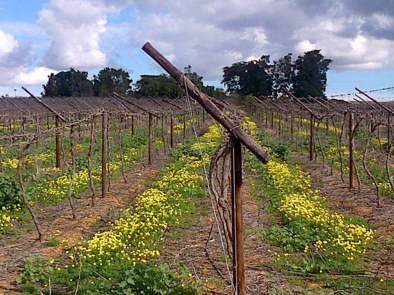 Onderhoek Vredendal Western Cape South Africa Complementary Colors, Field, Nature, Agriculture, Wine, Drink, Canola, Plant