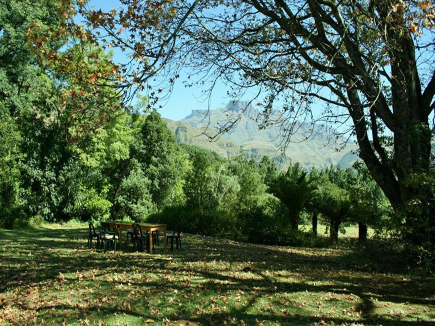 Ondini Guest House Champagne Valley Kwazulu Natal South Africa Mountain, Nature, Tree, Plant, Wood, Highland