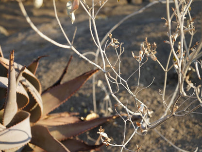 Ondudu Safari Lodge, Plant, Nature