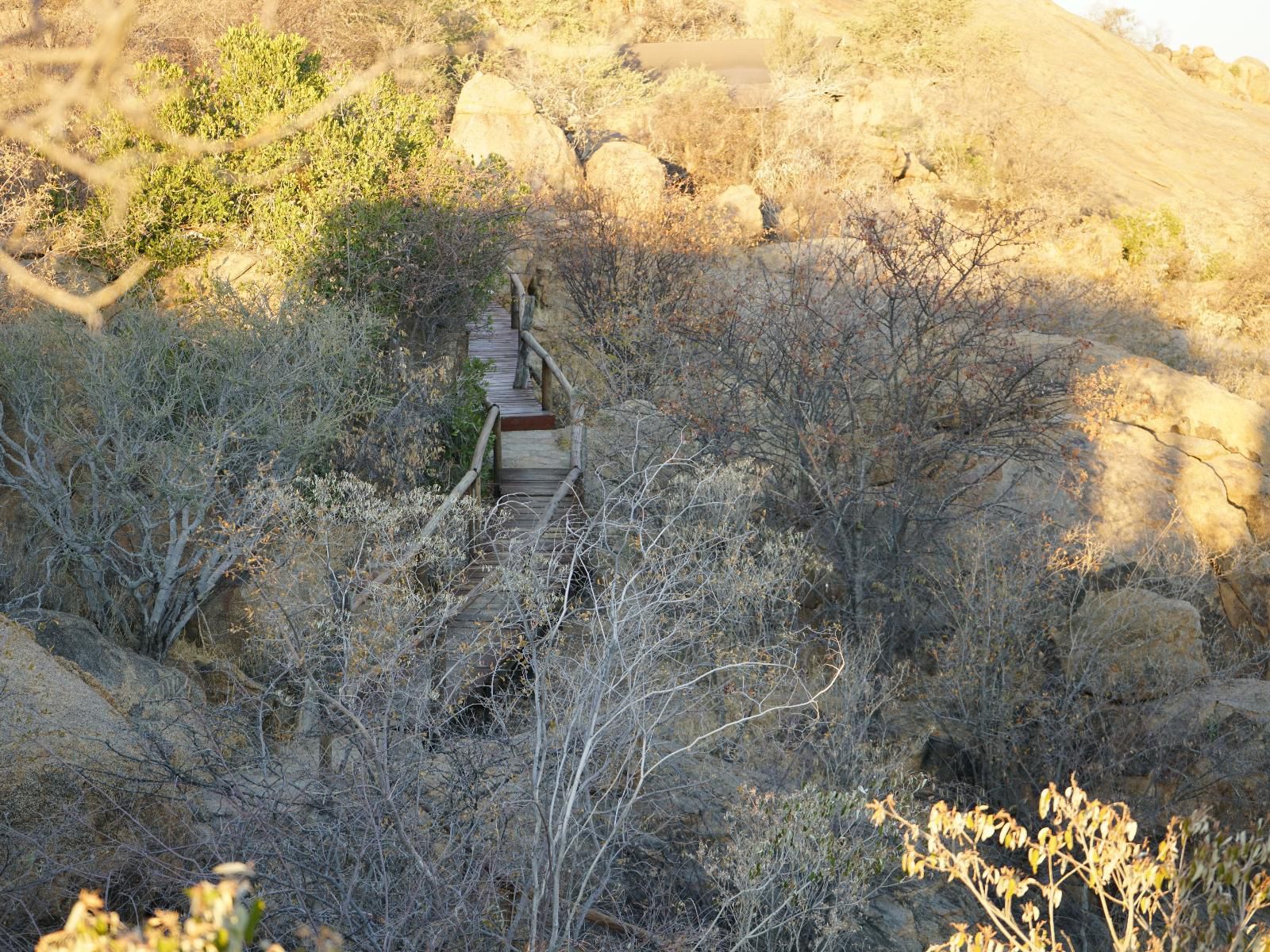 Ondudu Safari Lodge, Cactus, Plant, Nature