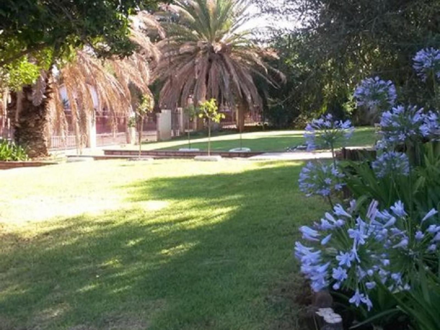 One Fountain Bandb Barkly West Northern Cape South Africa Palm Tree, Plant, Nature, Wood, Garden