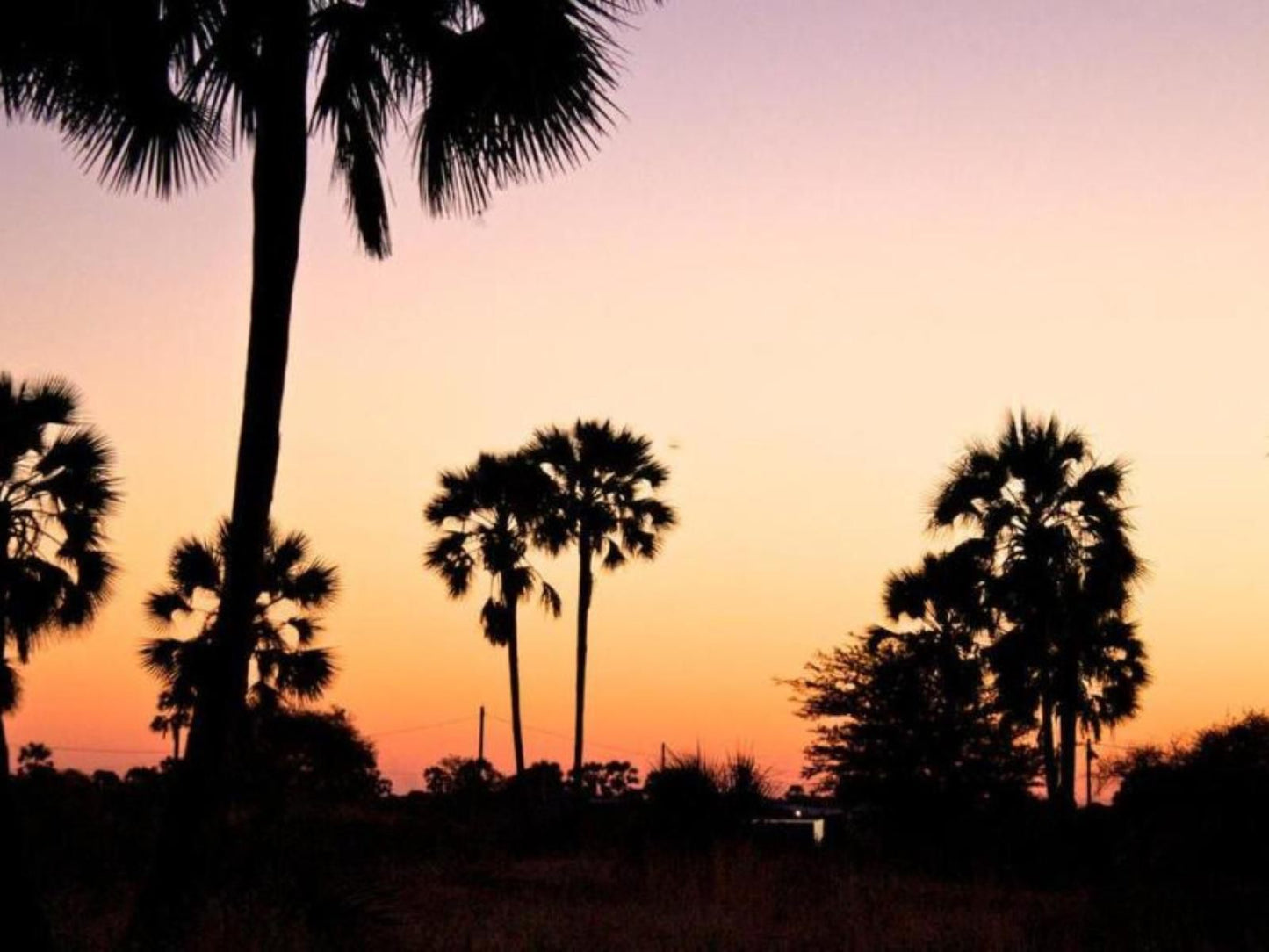 Ongula Village Homestead Lodge, Palm Tree, Plant, Nature, Wood, Silhouette, Sunset, Sky