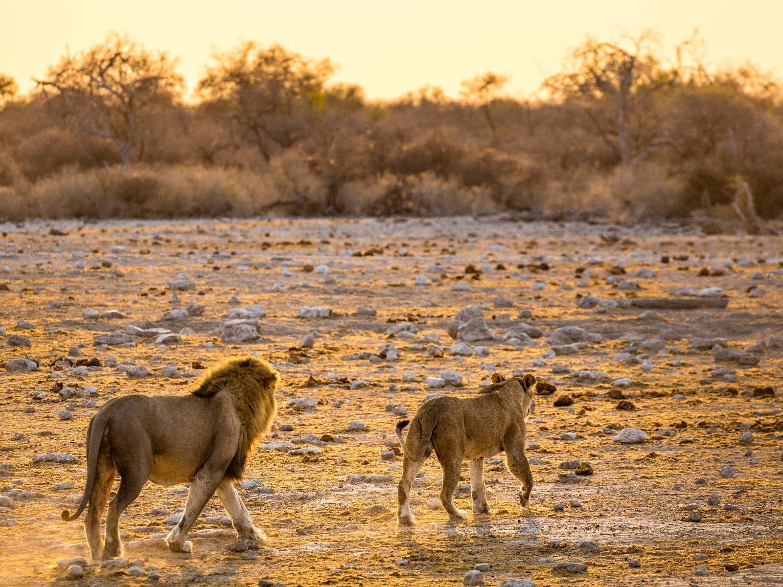 Onguma Bush Camp, Sepia Tones, Camel, Mammal, Animal, Herbivore, Lion, Big Cat, Predator, Desert, Nature, Sand