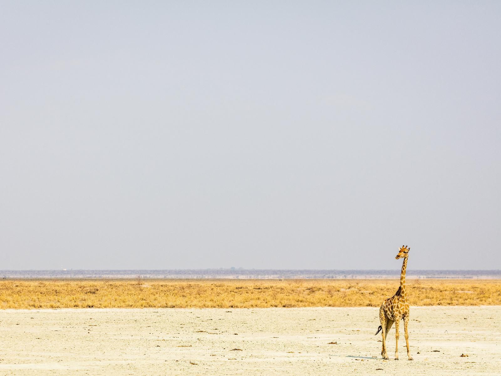 Onguma Bush Camp, Bright, Animal