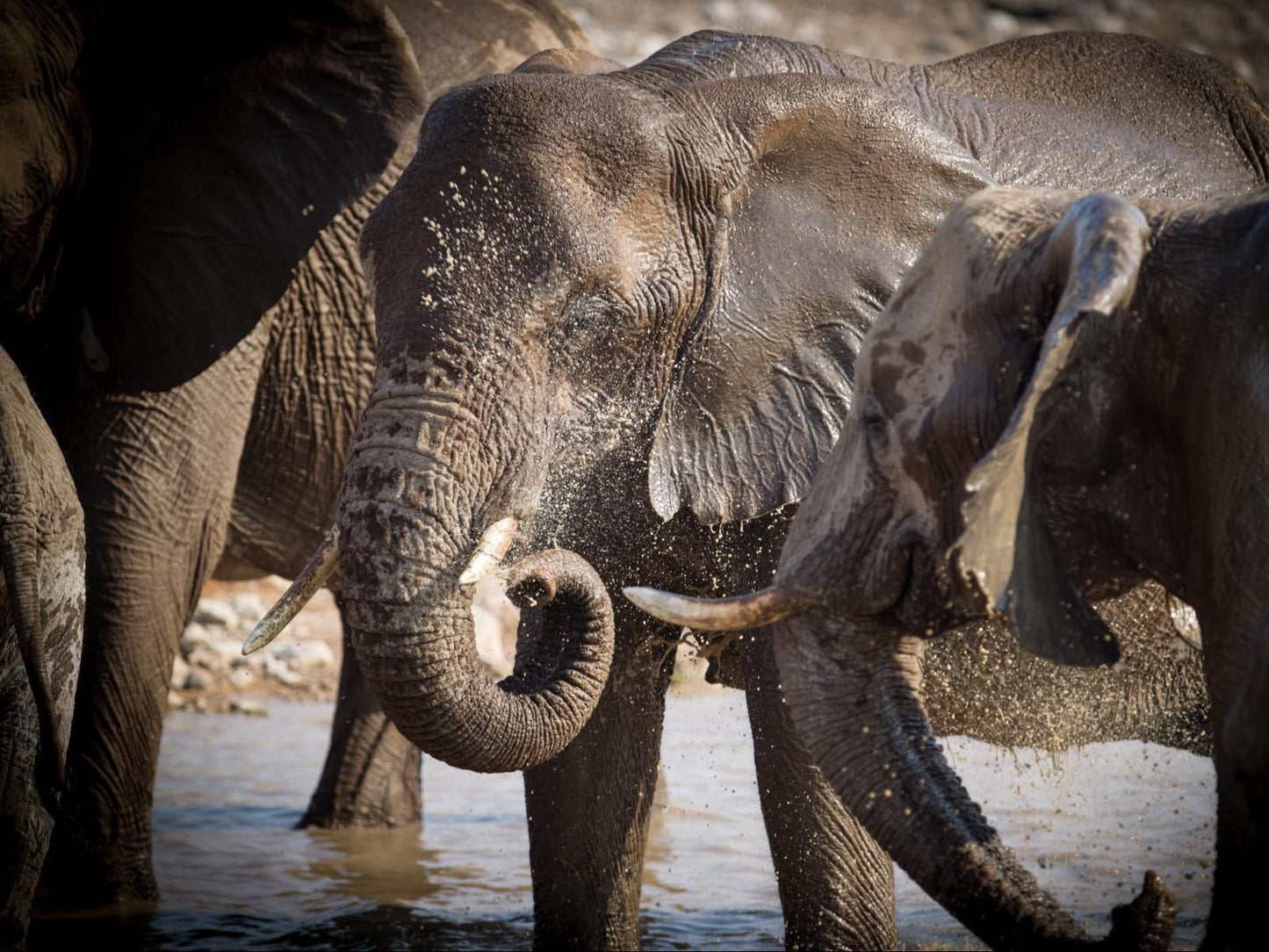 Onguma Bush Camp, Elephant, Mammal, Animal, Herbivore