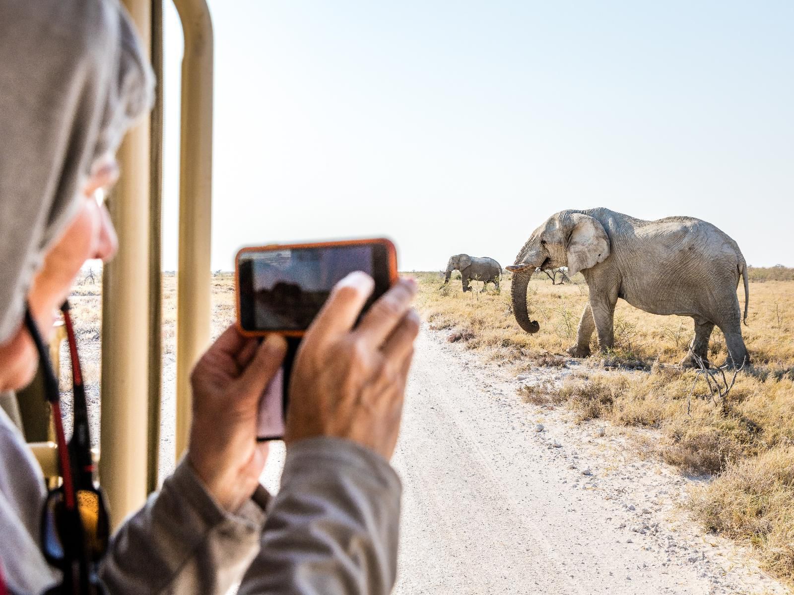 Onguma Bush Camp, Elephant, Mammal, Animal, Herbivore, Person