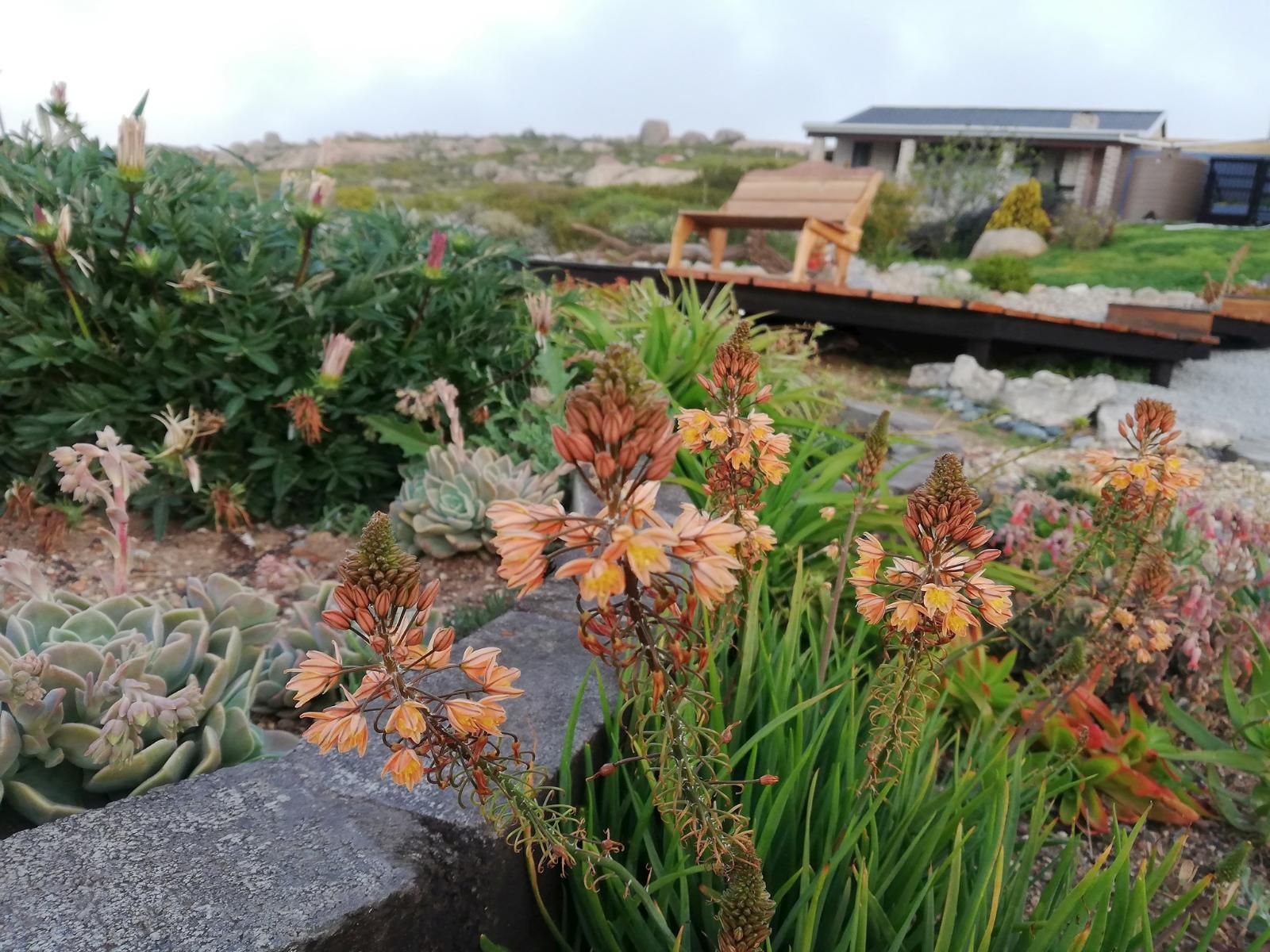 Onze Uitsight Cottage Columbine St Helena Bay Western Cape South Africa Plant, Nature, Garden