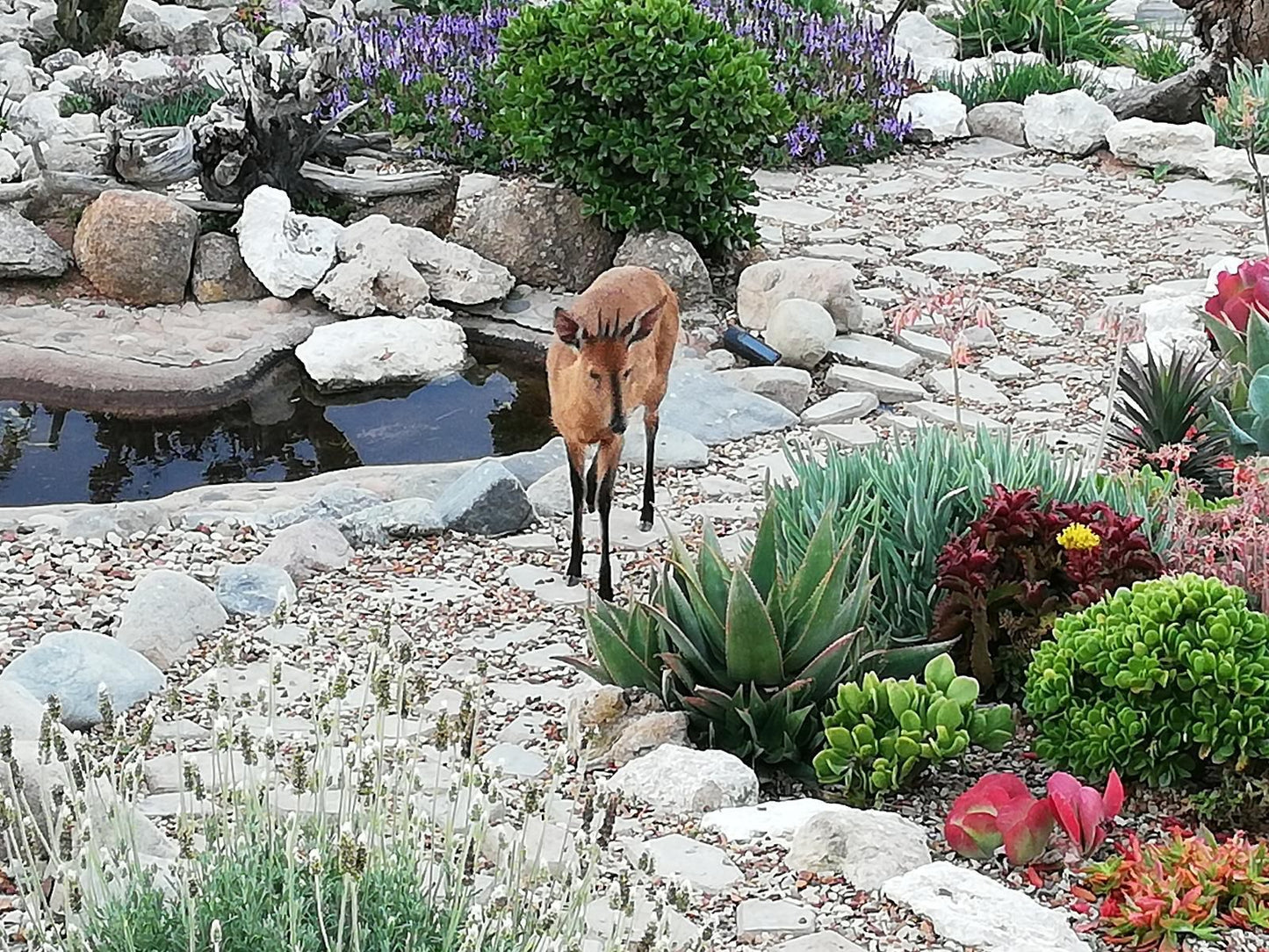 Onze Uitsight Cottage Columbine St Helena Bay Western Cape South Africa Bird, Animal