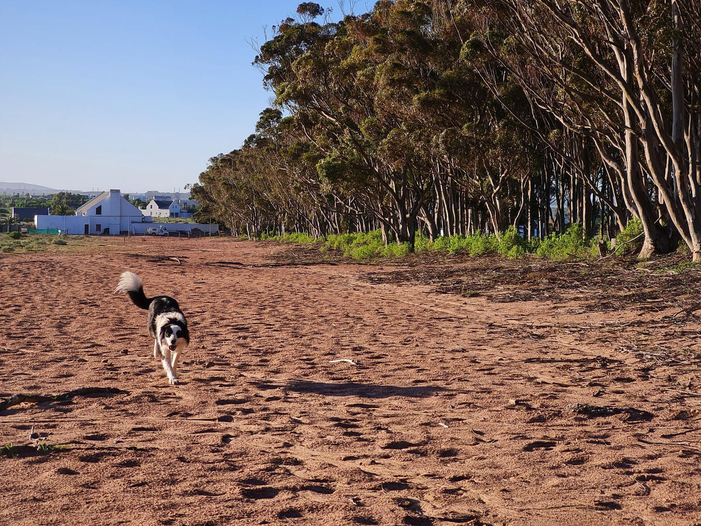 Oorgenoeg In Langebaan Long Acres Country Estate Langebaan Western Cape South Africa Dog, Mammal, Animal, Pet, Beach, Nature, Sand