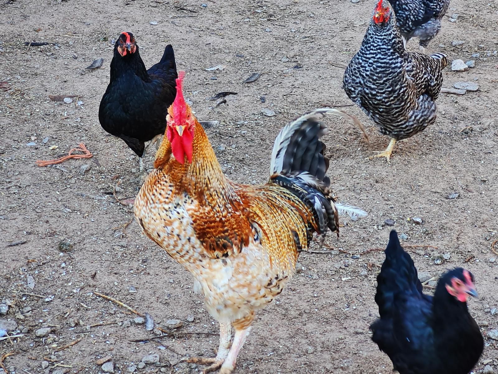 Oorgenoeg In Langebaan Long Acres Country Estate Langebaan Western Cape South Africa Chicken, Bird, Animal, Agriculture, Farm Animal