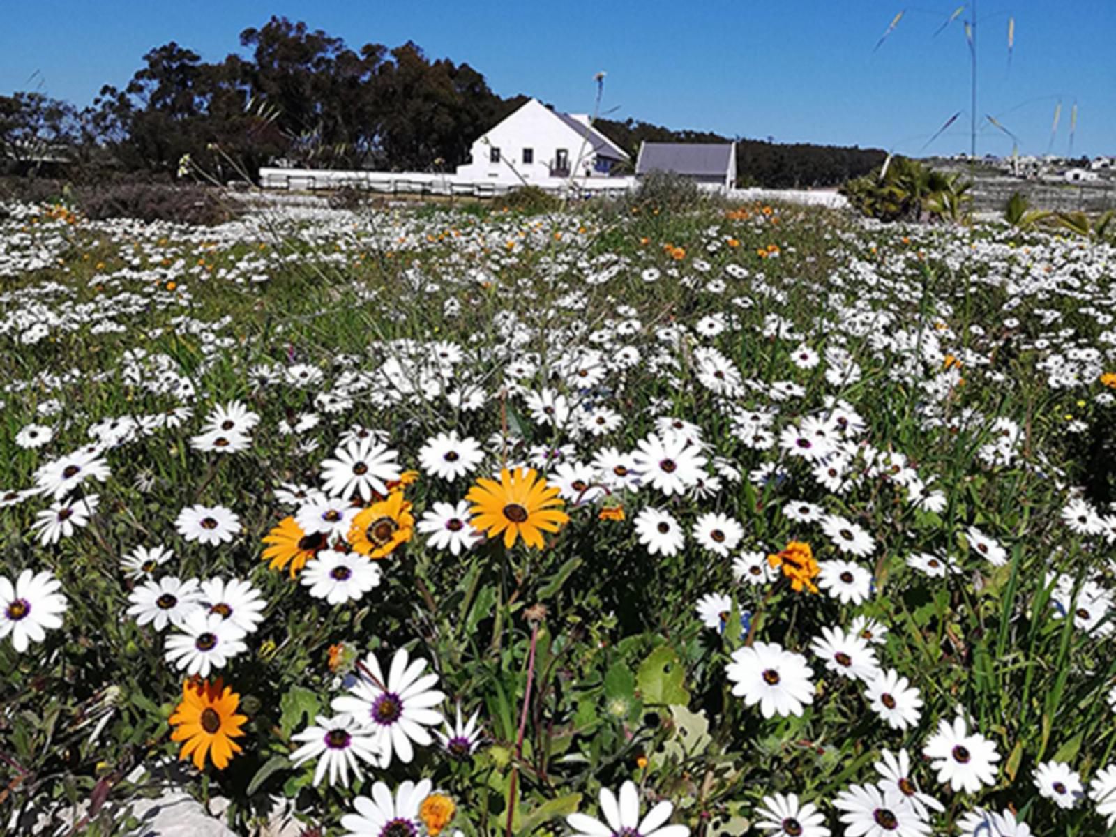 Oorgenoeg In Langebaan Long Acres Country Estate Langebaan Western Cape South Africa Daisy, Flower, Plant, Nature