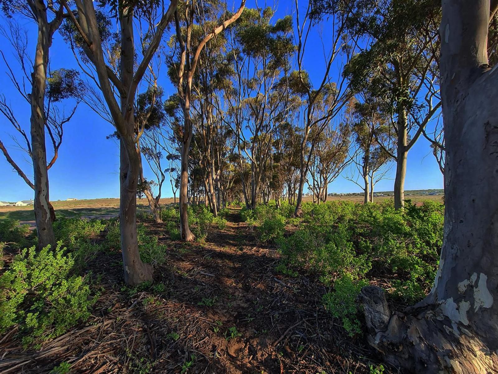 Oorgenoeg In Langebaan Long Acres Country Estate Langebaan Western Cape South Africa Field, Nature, Agriculture, Tree, Plant, Wood, Canola, Lowland