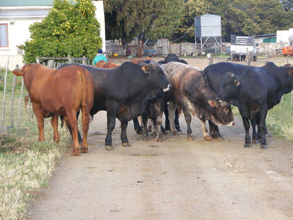 Op Die Plaas Kamp Seweweekspoort Western Cape South Africa Cow, Mammal, Animal, Agriculture, Farm Animal, Herbivore