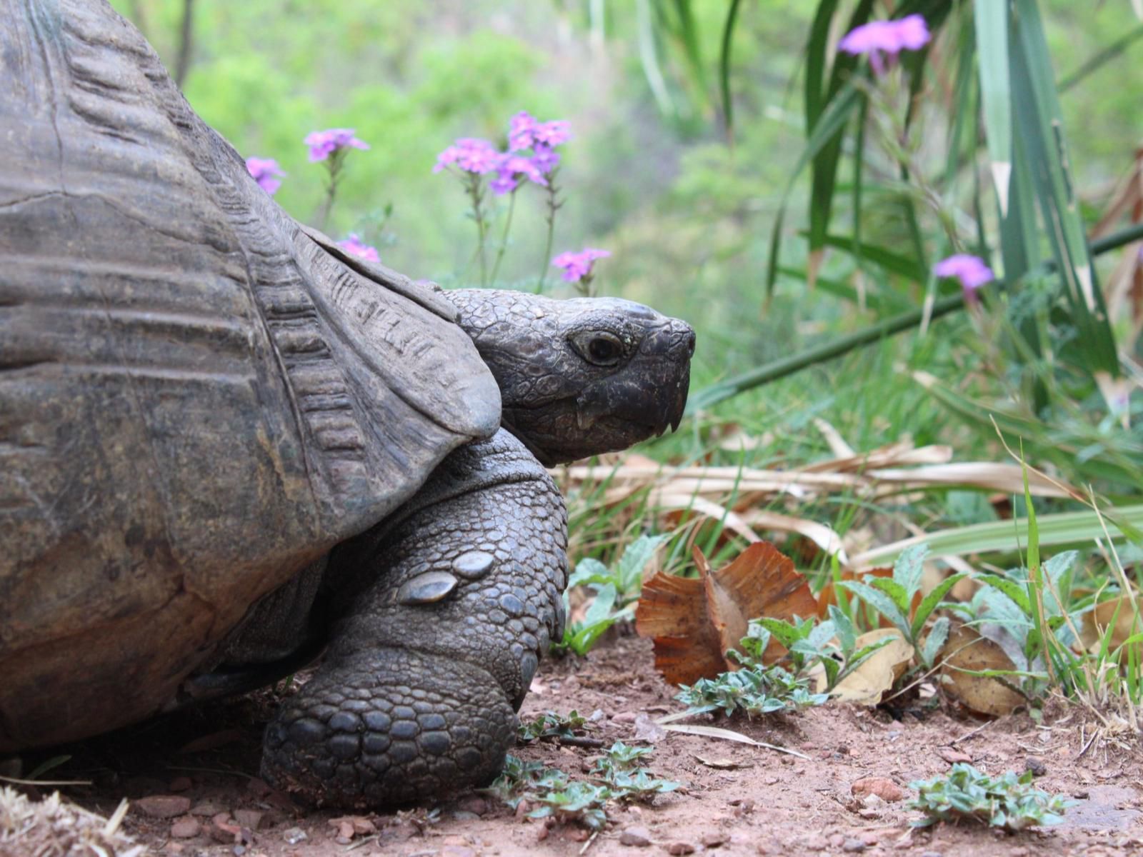 Oppiberg Guest House, Reptile, Animal, Turtle