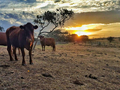 Oppieplaas Country Estate, Cow, Mammal, Animal, Agriculture, Farm Animal, Herbivore, Lowland, Nature