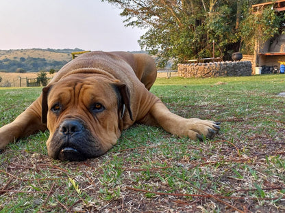 Oppieplaas Country Estate, Dog, Mammal, Animal, Pet