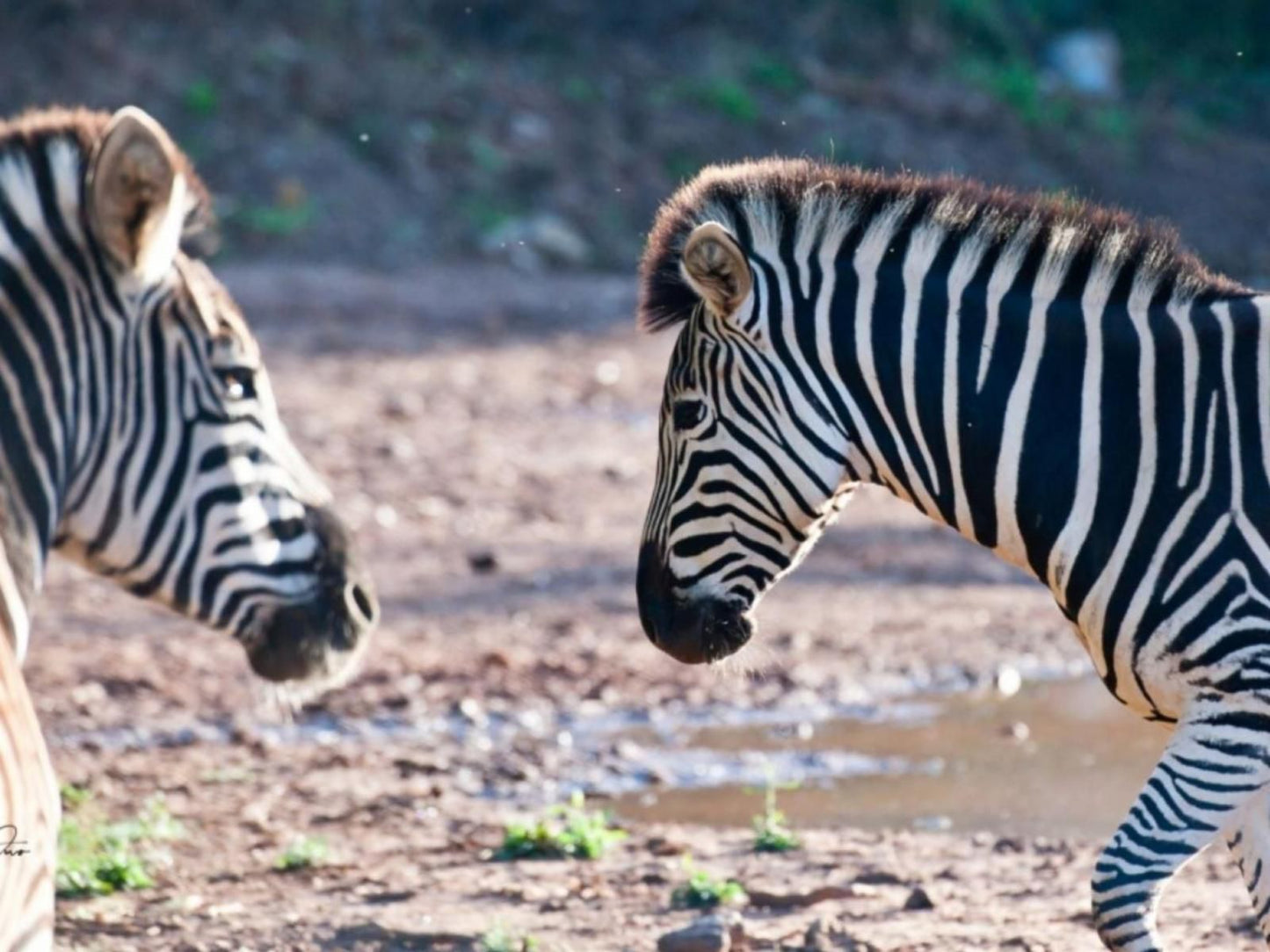 Orange Grove Farm Robertson Western Cape South Africa Zebra, Mammal, Animal, Herbivore