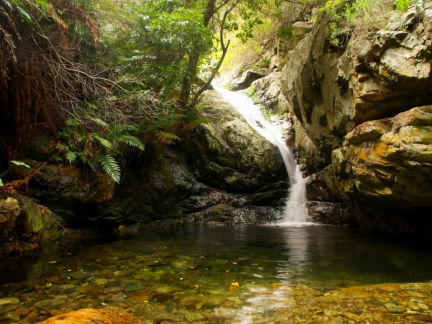 Orange Grove Farm Robertson Western Cape South Africa Sepia Tones, Tree, Plant, Nature, Wood, Waterfall, Waters