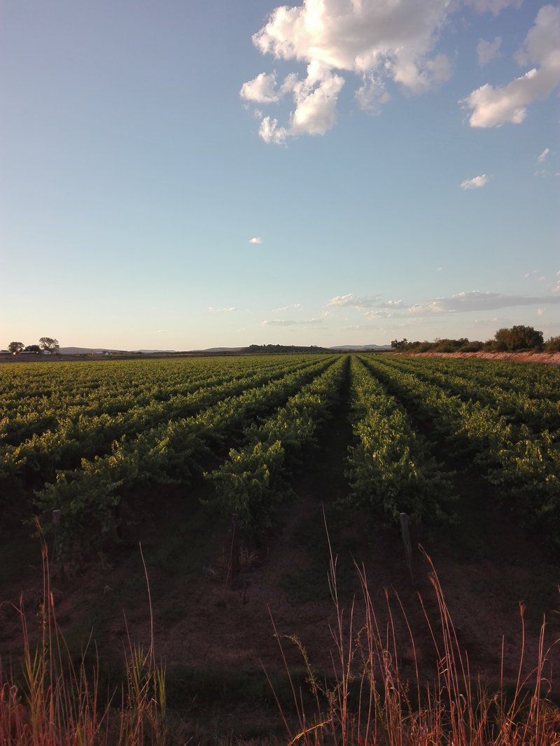 Orange Vineyard Guestfarm Grootdrink Northern Cape South Africa Field, Nature, Agriculture, Canola, Plant, Lowland