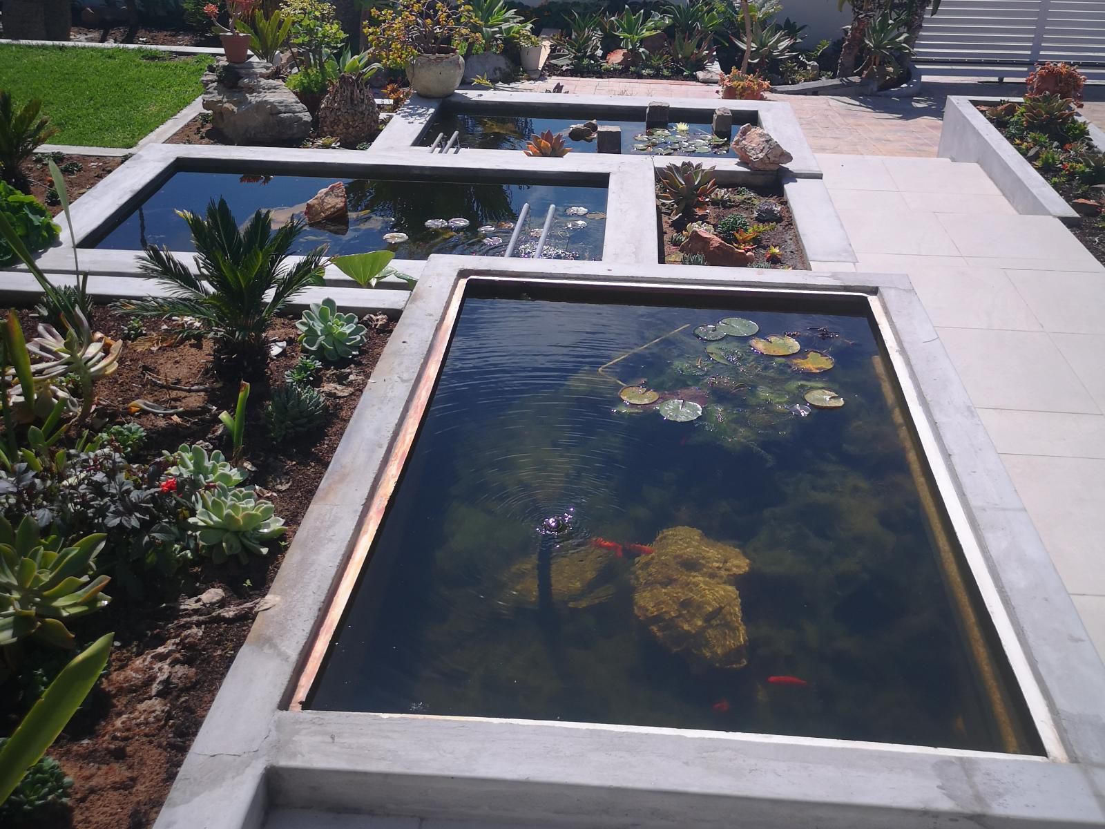 Orca House, Garden, Nature, Plant, Swimming Pool