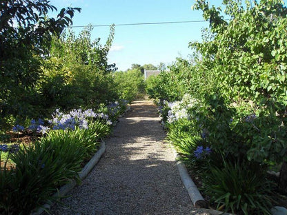 Orchard Cottage Mcgregor Western Cape South Africa Plant, Nature, Garden