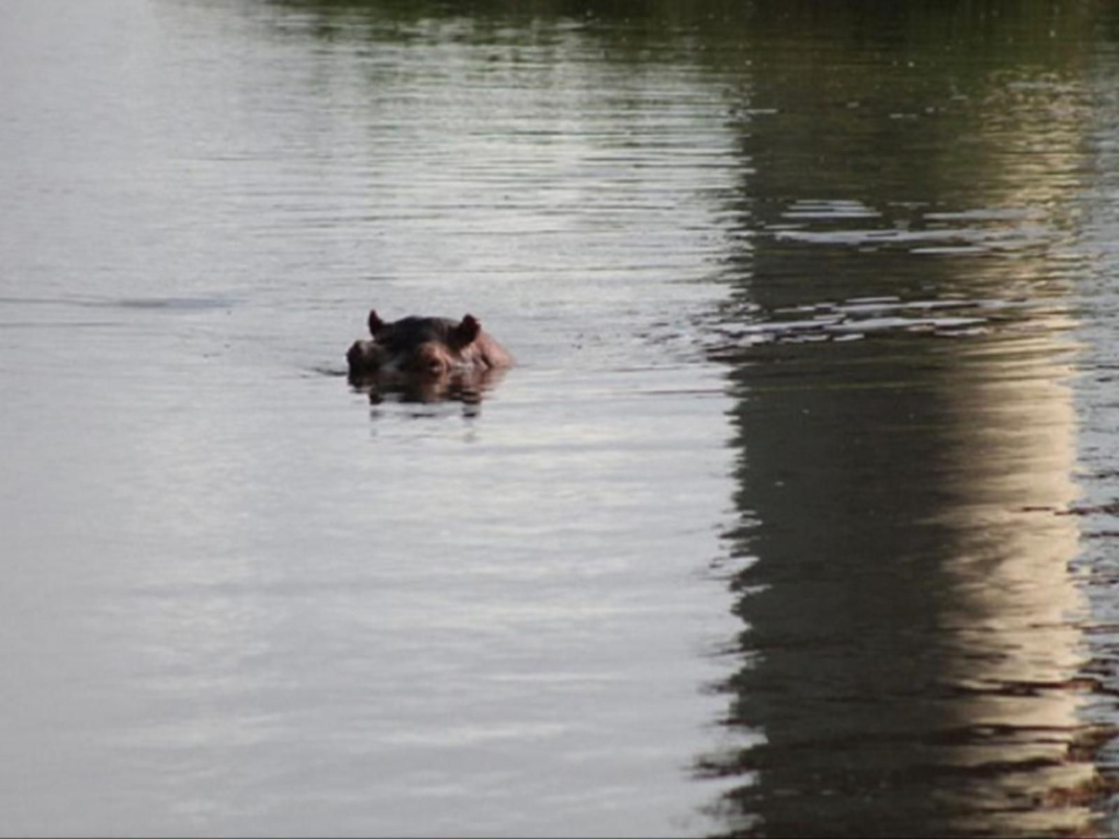 Orchards Farm Cottages Komatipoort Mpumalanga South Africa Unsaturated, Hippo, Mammal, Animal, Herbivore, River, Nature, Waters