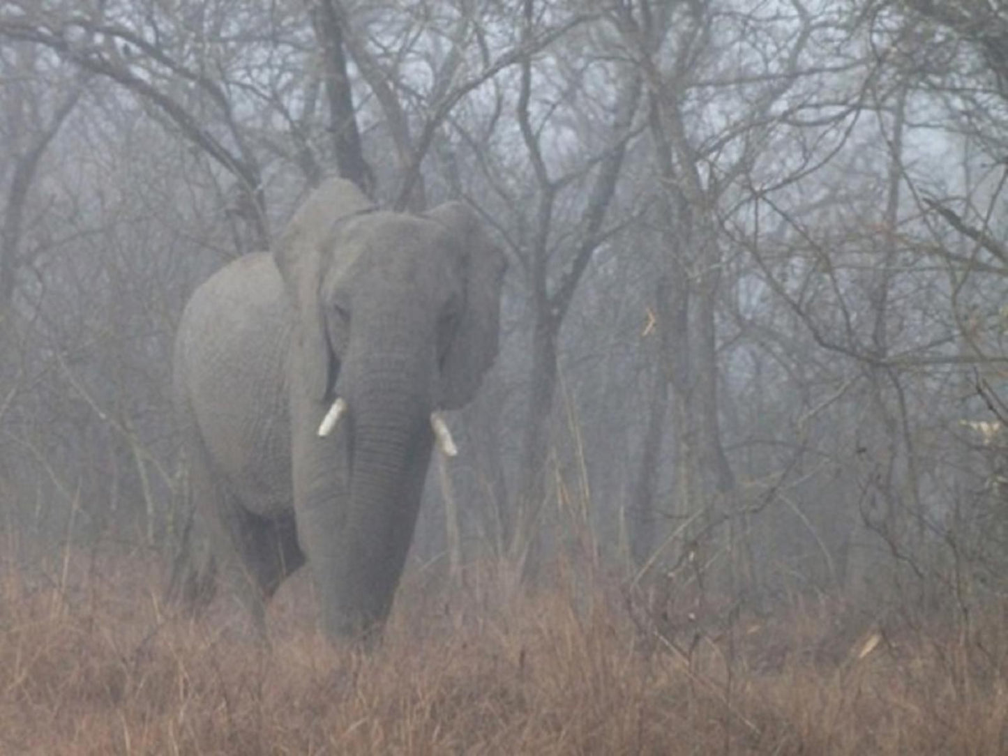 Orchards Farm Cottages Komatipoort Mpumalanga South Africa Colorless, Elephant, Mammal, Animal, Herbivore, Forest, Nature, Plant, Tree, Wood