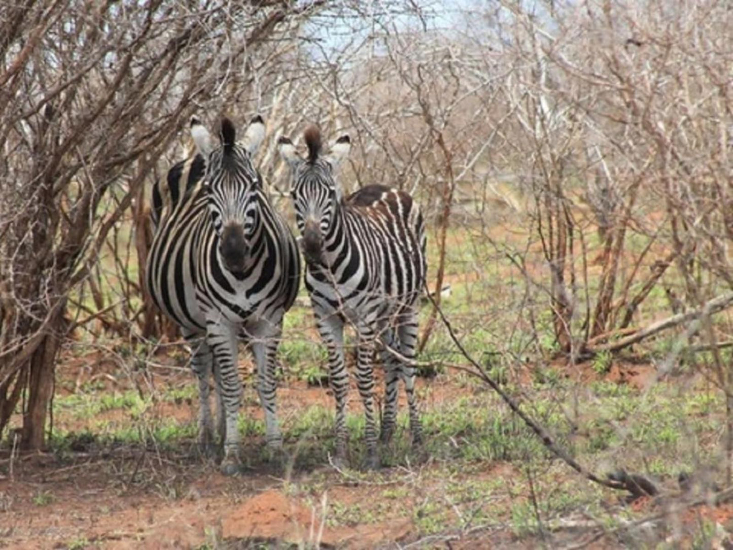 Orchards Farm Cottages Komatipoort Mpumalanga South Africa Zebra, Mammal, Animal, Herbivore