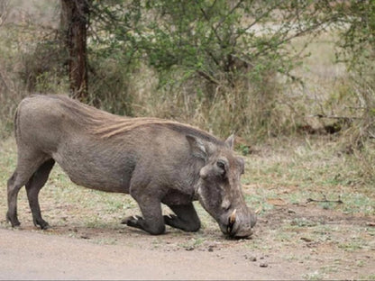 Orchards Farm Cottages Komatipoort Mpumalanga South Africa Rhino, Mammal, Animal, Herbivore