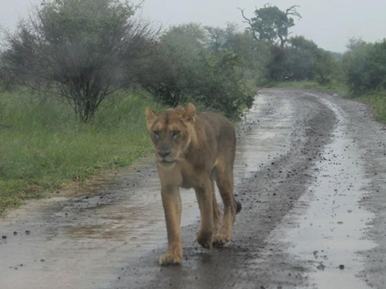 Orchards Farm Cottages Komatipoort Mpumalanga South Africa Unsaturated, Lion, Mammal, Animal, Big Cat, Predator