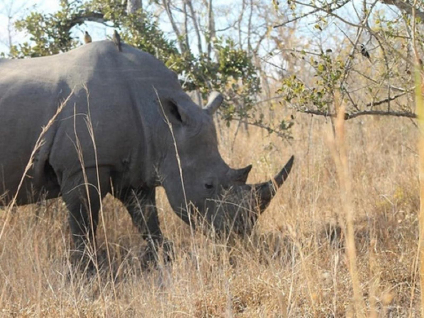 Orchards Farm Cottages Komatipoort Mpumalanga South Africa Rhino, Mammal, Animal, Herbivore