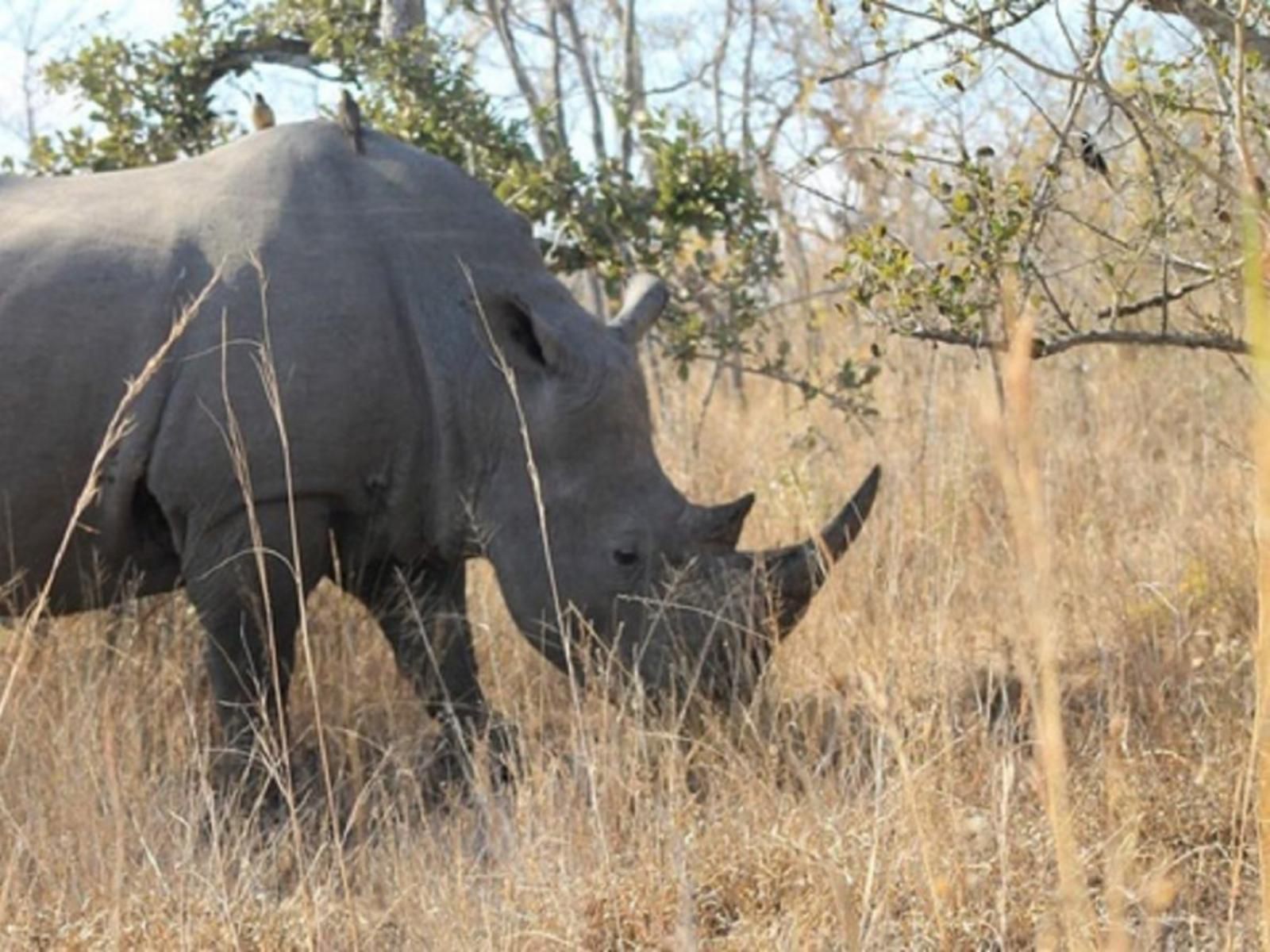 Orchards Farm Cottages Komatipoort Mpumalanga South Africa Rhino, Mammal, Animal, Herbivore