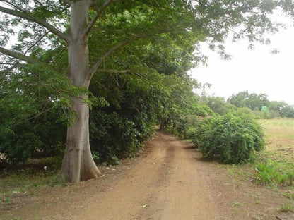 Orchards Farm Cottages Komatipoort Mpumalanga South Africa Forest, Nature, Plant, Tree, Wood, Street