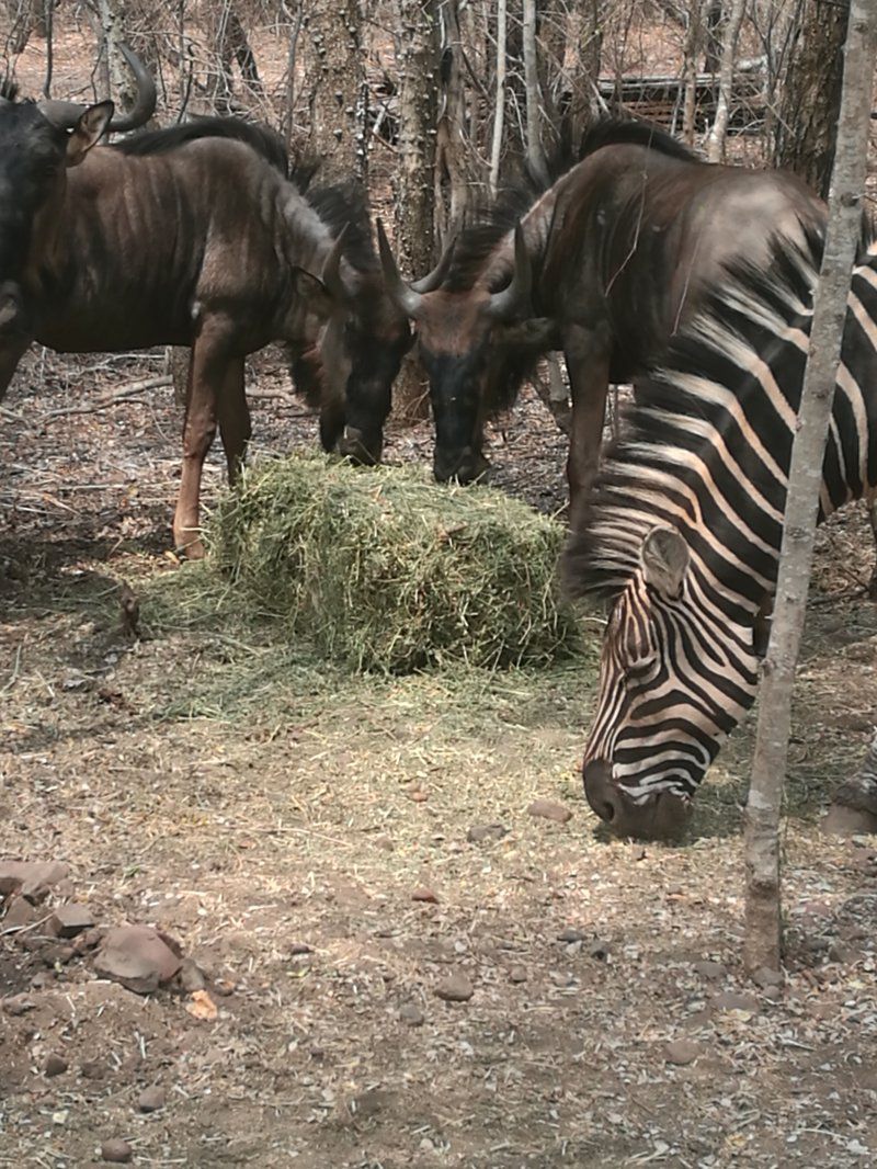 Oribi Cottage Marloth Park Mpumalanga South Africa Sepia Tones, Zebra, Mammal, Animal, Herbivore