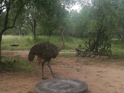 Oribi Cottage Marloth Park Mpumalanga South Africa Ostrich, Bird, Animal