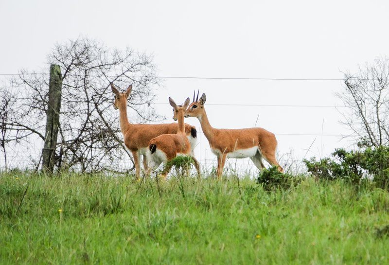 Oribi Haven Cottages Port Alfred Eastern Cape South Africa Animal