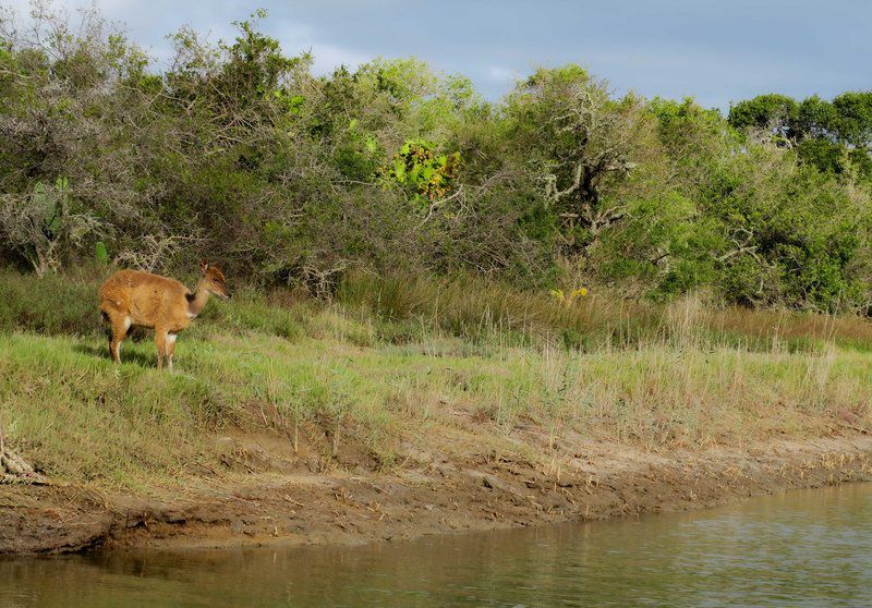 Oribi Haven Cottages Port Alfred Eastern Cape South Africa River, Nature, Waters, Animal