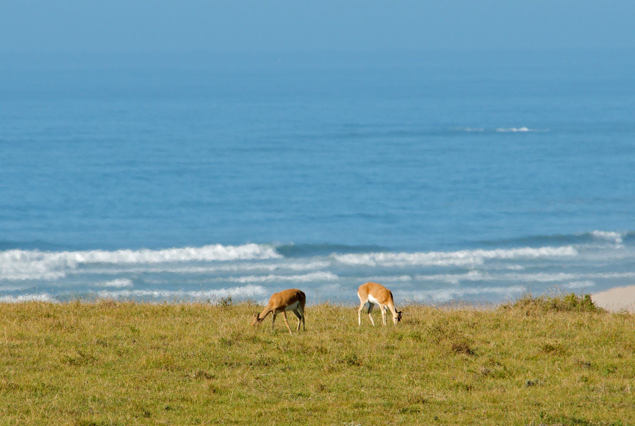 Oribi Haven Cottages Port Alfred Eastern Cape South Africa Complementary Colors, Beach, Nature, Sand, Animal, Ocean, Waters