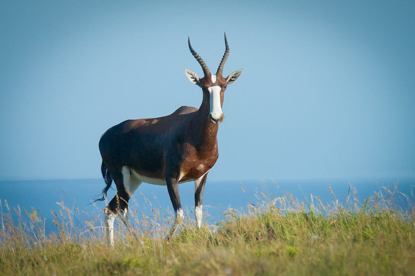 Oribi Haven Cottages Port Alfred Eastern Cape South Africa Complementary Colors, Animal