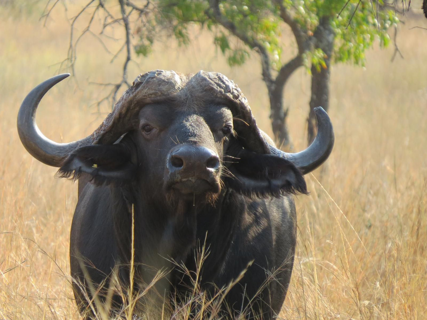 Oryx Wilderness, Water Buffalo, Mammal, Animal, Herbivore