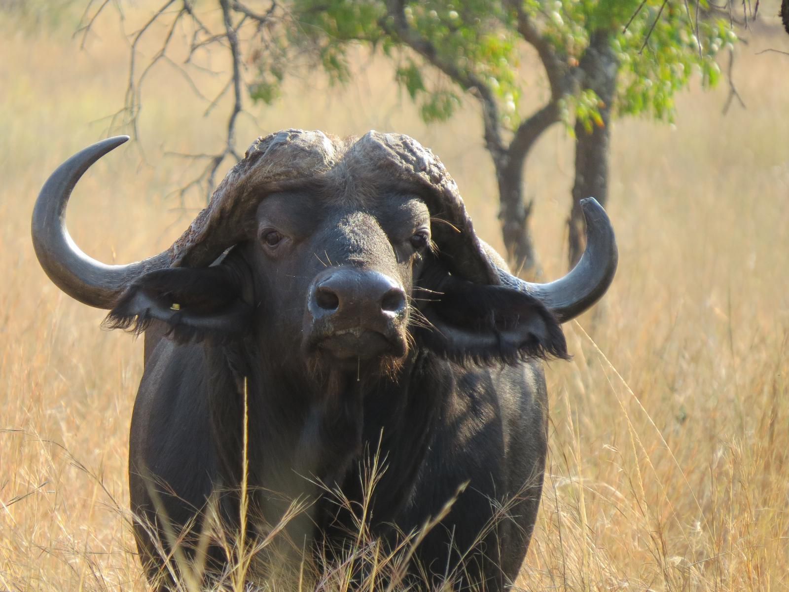 Oryx Wilderness, Water Buffalo, Mammal, Animal, Herbivore