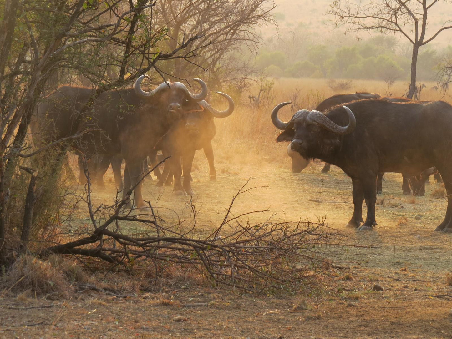 Oryx Wilderness, Sepia Tones, Water Buffalo, Mammal, Animal, Herbivore