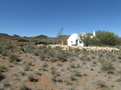 Osfontein Corbelled Guest House Carnarvon Northern Cape South Africa Cactus, Plant, Nature, Desert, Sand