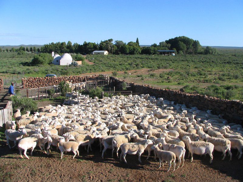 Osfontein Corbelled Guest House Carnarvon Northern Cape South Africa Sheep, Mammal, Animal, Agriculture, Farm Animal, Herbivore