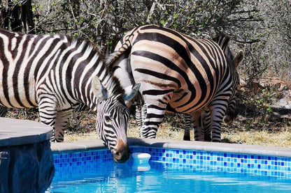 Ostrich Hide Marloth Park Mpumalanga South Africa Zebra, Mammal, Animal, Herbivore, Swimming Pool