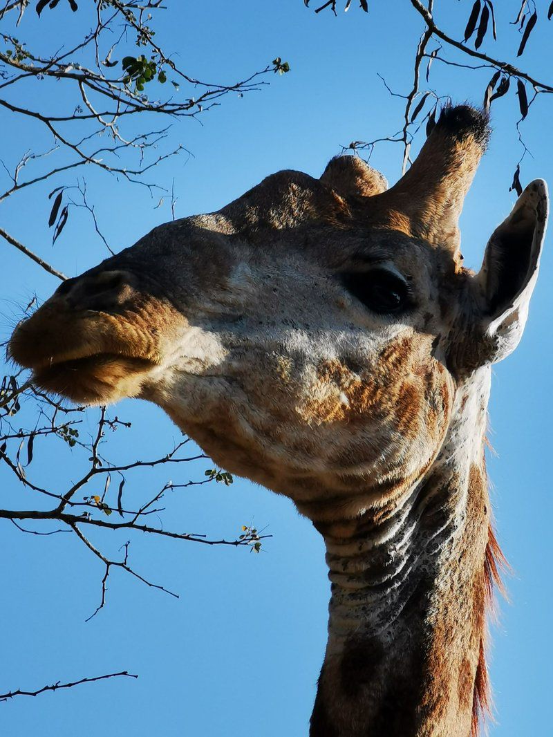 Ostrich Hide Marloth Park Mpumalanga South Africa Giraffe, Mammal, Animal, Herbivore