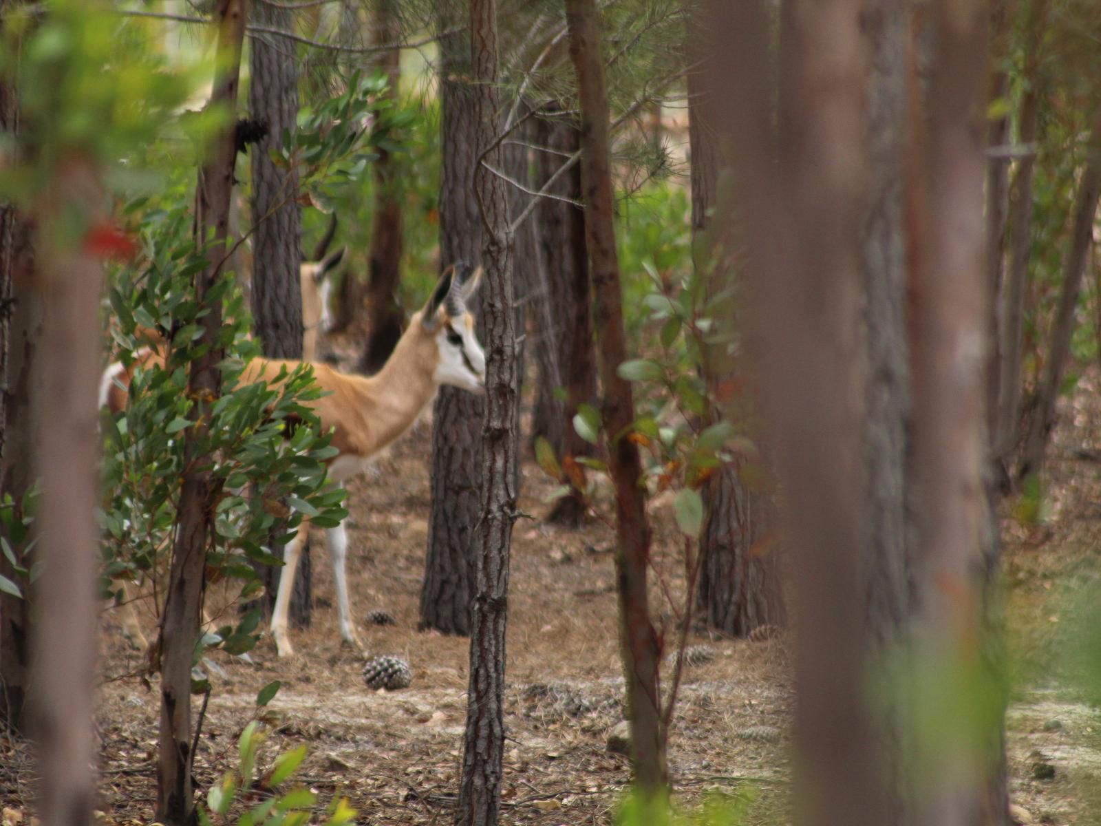 Otium Oasis Glamping And Camping Caledon Western Cape South Africa Forest, Nature, Plant, Tree, Wood, Animal