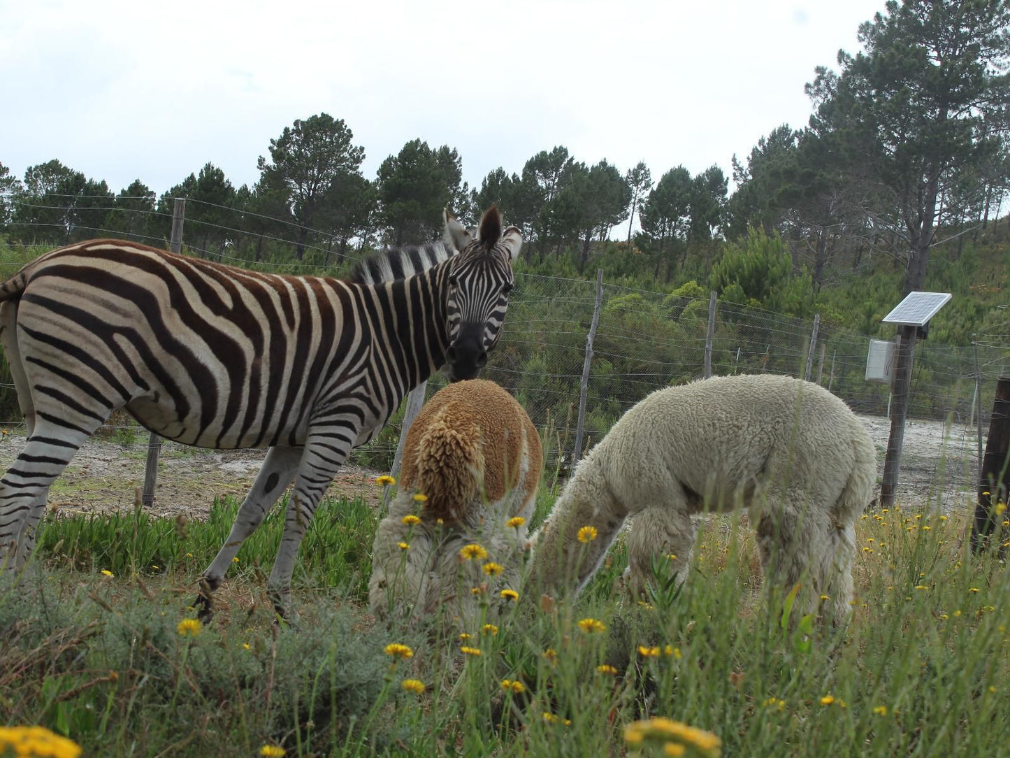 Otium Oasis Glamping And Camping Caledon Western Cape South Africa Zebra, Mammal, Animal, Herbivore