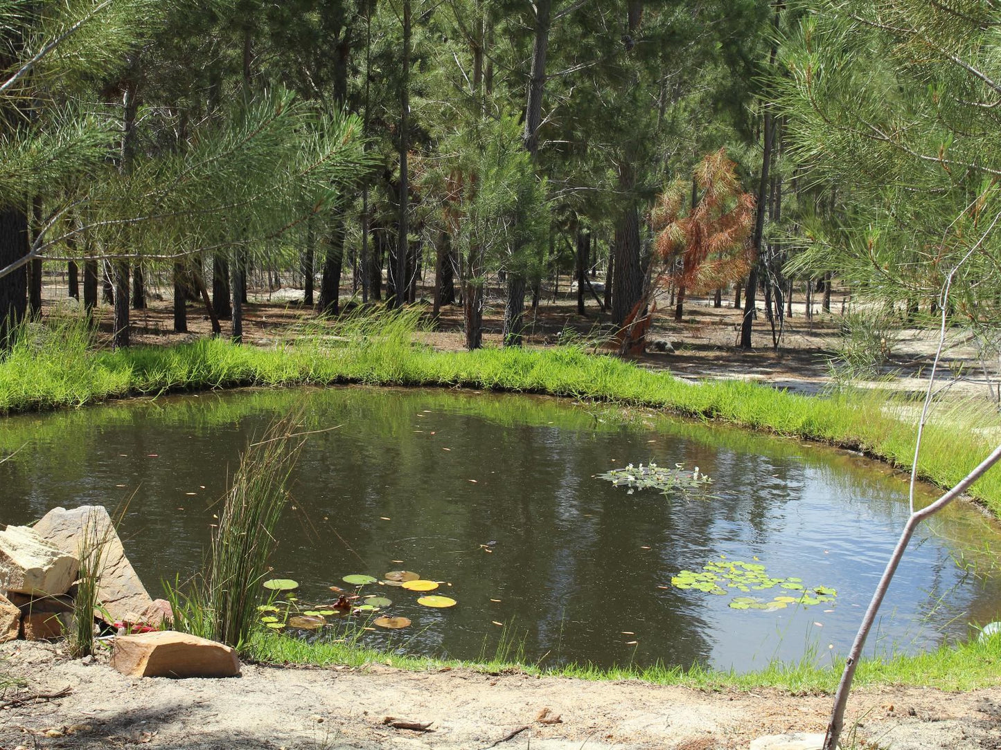 Otium Oasis Glamping And Camping Caledon Western Cape South Africa River, Nature, Waters, Tree, Plant, Wood